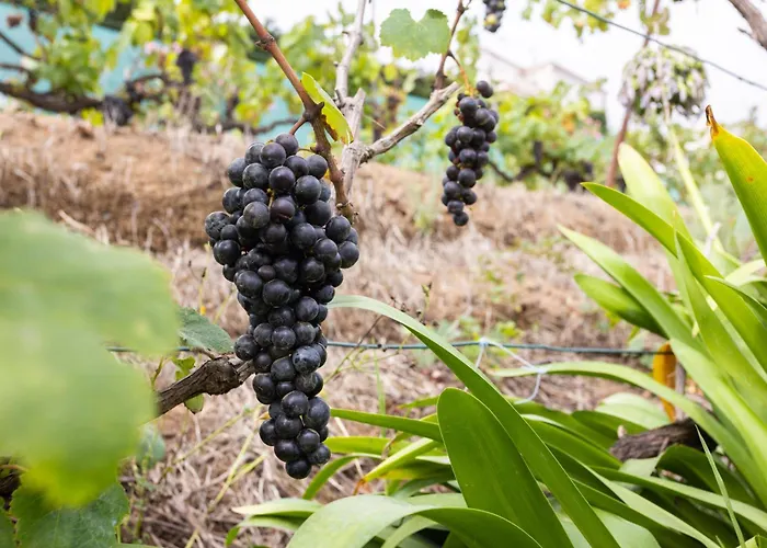 Vakantiehuis Home2book Serene Retreat Isabel, Jacuzzi & Garden